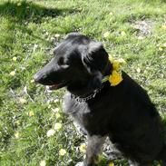 Blanding af racer dina