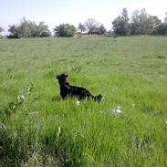 Blanding af racer dina