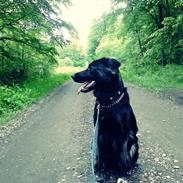 Blanding af racer dina