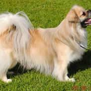 Tibetansk spaniel Zeus avl