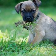 Blanding af racer Elliot <3