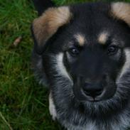 Blanding af racer Hugo