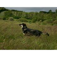 Blanding af racer Hugo