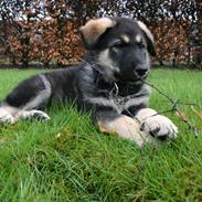 Blanding af racer Hugo