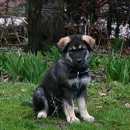 Blanding af racer Hugo