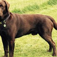 Labrador retriever Jack 