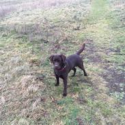 Labrador retriever Jack 