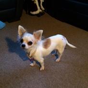 Chihuahua chilla