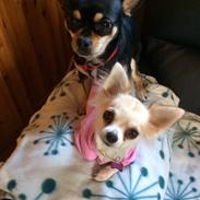 Chihuahua chilla