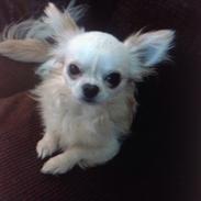 Chihuahua chilla