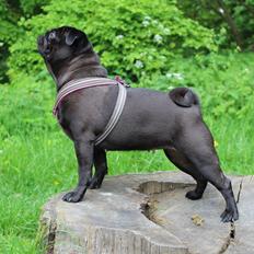 Mops Berta