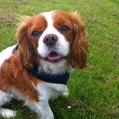 Cavalier king charles spaniel Jacki