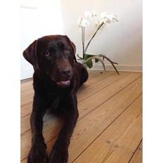 Labrador retriever Alba (R.I.P. 9/9-2016)