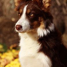 Border collie Edith