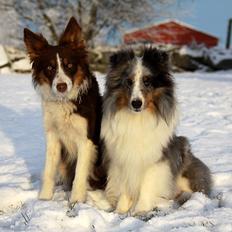 Border collie Edith