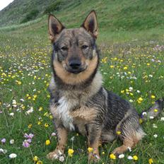 Västgötaspids Yuki <3 <3 (Clasus Miller).