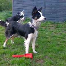 Border collie Zoey 14/3 -5/3 2023