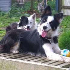 Border collie Zoey 14/3 -5/3 2023