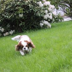 Cavalier king charles spaniel August Rose (Frida)