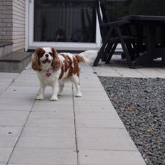 Cavalier king charles spaniel August Rose (Frida)