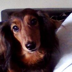 Dværggravhund Sadie