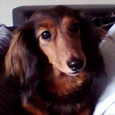 Dværggravhund Sadie