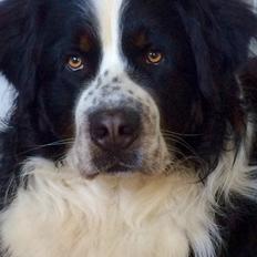 Blanding af racer Baloo