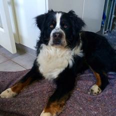 Blanding af racer Baloo