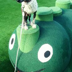 Chinese crested hårløs Akina 