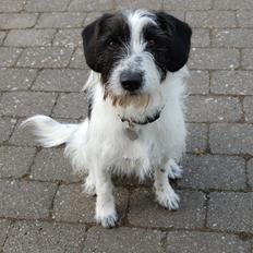 Blanding af racer Maddie