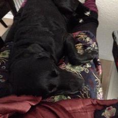 Blanding af racer Maya