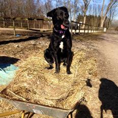 Blanding af racer Maya