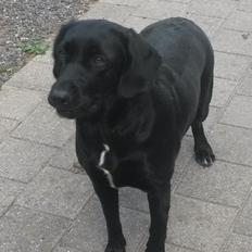 Blanding af racer Vabbi