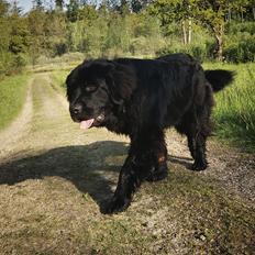 Newfoundlænder Samson