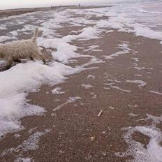 West highland white terrier Dipsy