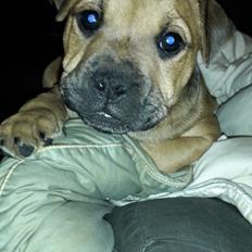 Blanding af racer oscar alias otto