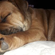 Blanding af racer oscar alias otto