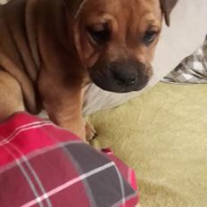 Blanding af racer oscar alias otto