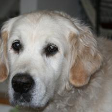 Golden retriever Woodsquares That's My Ludvig