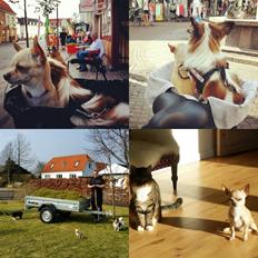 Chihuahua Molly *R.I.P.*