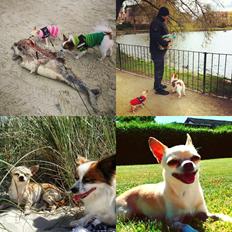 Chihuahua Molly *R.I.P.*
