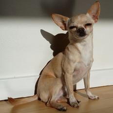Chihuahua Molly *R.I.P.*