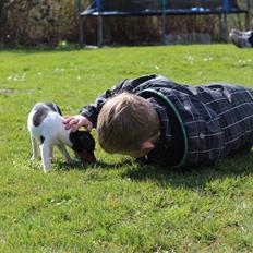 Dansk svensk gaardhund Kvik