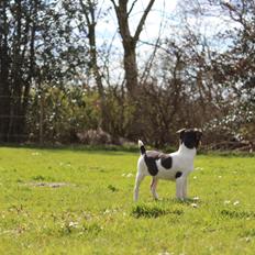 Dansk svensk gaardhund Kvik