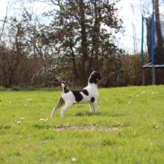 Dansk svensk gaardhund Kvik