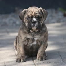 Olde english bulldogge Østergaard´s Pippa