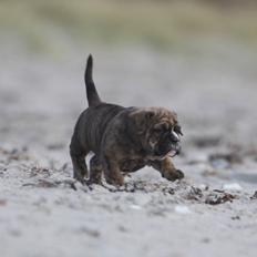 Olde english bulldogge Østergaard´s Pippa