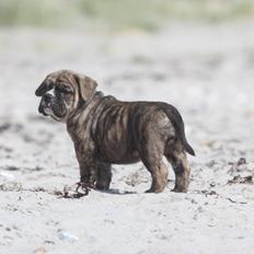 Olde english bulldogge Østergaard´s Pippa