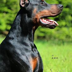 Dobermann LTJCH PLJW14 BALJW14 ROCH Tahi-Reme Jedi