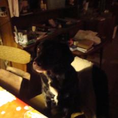 Blanding af racer Blackie